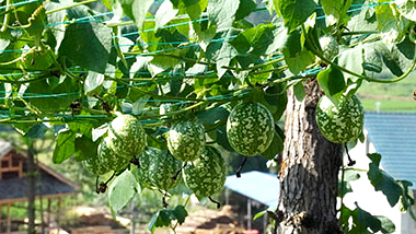 江古鎮(zhèn):“雙瓜”基地綠意盎然 立體種植賦能產(chǎn)業(yè)興旺