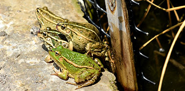 凱里:稻田請(qǐng)來(lái)“蛙兵”!2萬(wàn)余只黑斑蛙 入田奏響“綠色豐收曲”